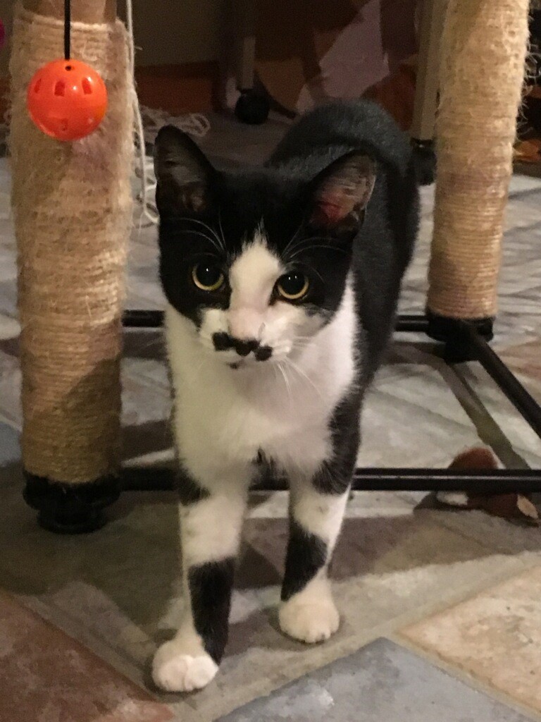 Chaplin Chaplin